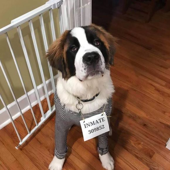 Meet your Posher, Jonni - Picture 1 of 1